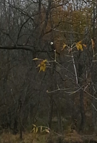 A bald eagle was sighted near the Saucon Rail Trail north of Water Street Park in Hellertown on Tuesday, Nov. 11, 2014.