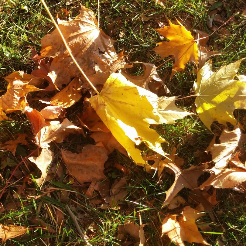Leaf Leaves Fall