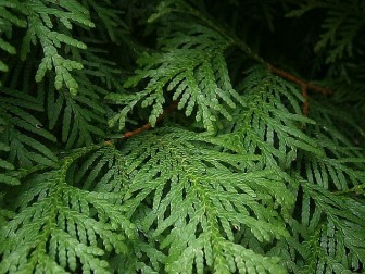 thuja-198211_640