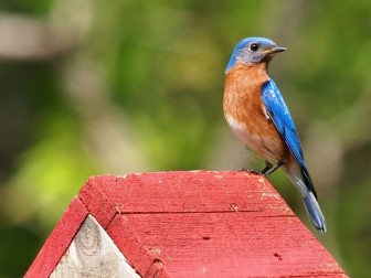An eastern bluebird