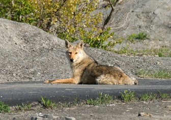 A coyote (FILE PHOTO)