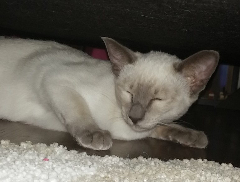 Playing under the sofa