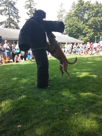 The Lower Saucon Township Police Department K-9 Unit performs a tactical demonstration at Hellertown-Lower Saucon Community Day in Aug. 2014 (FILE PHOTO).