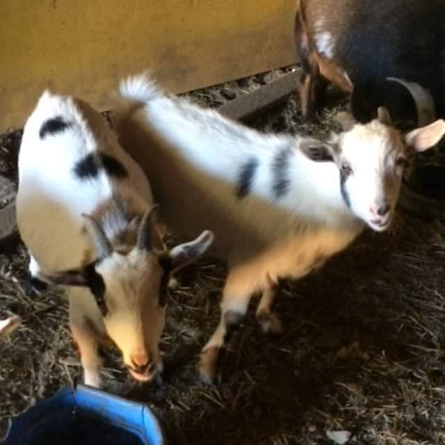 Update: Missing Goats Found – Saucon Source