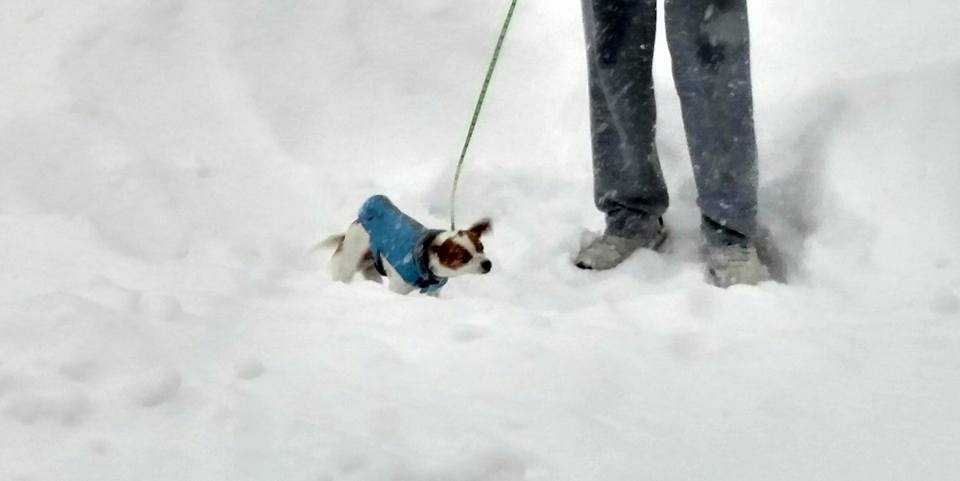 Smaller dogs like Monty--who lives in Hellertown--struggled to walk through the deep snow when it was time to 'do their duty.'