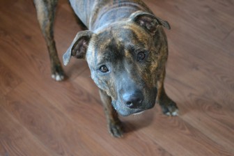 A file photograph of a pit bull