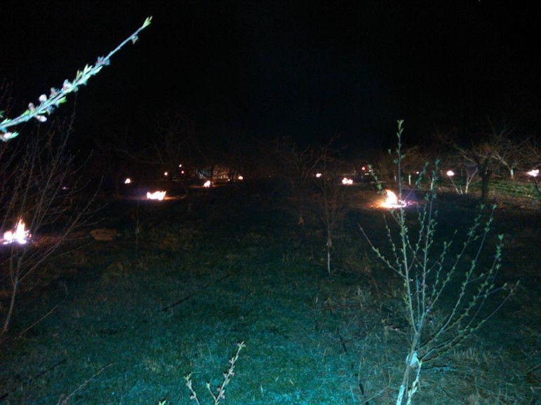 Fires burn amid the blossoming fruit trees at Bechdolt Orchards in Lower Saucon Township Saturday night.