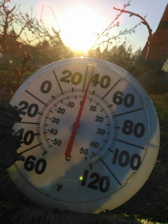 Richie Rowe displays a thermometer early Sunday morning, after workers successfully stoked fires all night to help keep the blossoms on peach trees at Bechdolt Orchards from freezing.