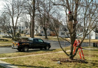 Hungry Beaver Tree Service owner John Katelas thins out and removes dead limbs from a small red maple along Magnolia Road in Hellertown.