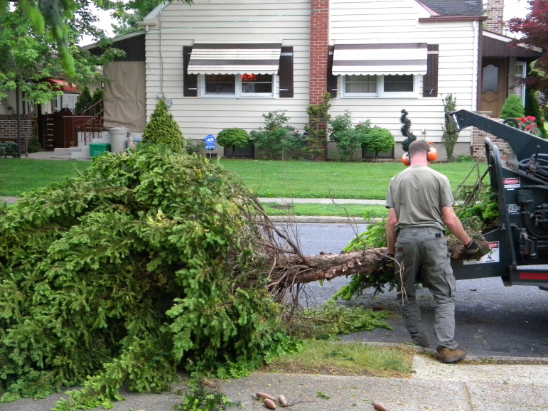 Hungry Beaver Tree Service thoroughly cleans up after each job and hauls away all waste materials.