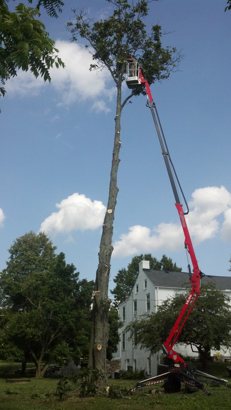 No job is too big, small--or tall--for Hungry Beaver Tree Service and owner John M. Katelas.