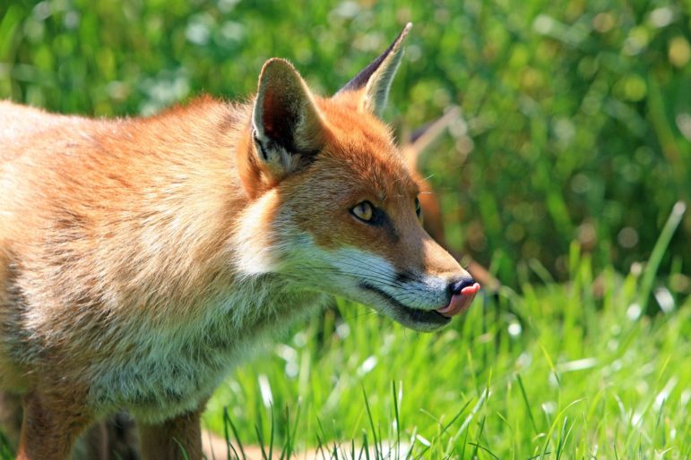 A red fox (FILE PHOTO)
