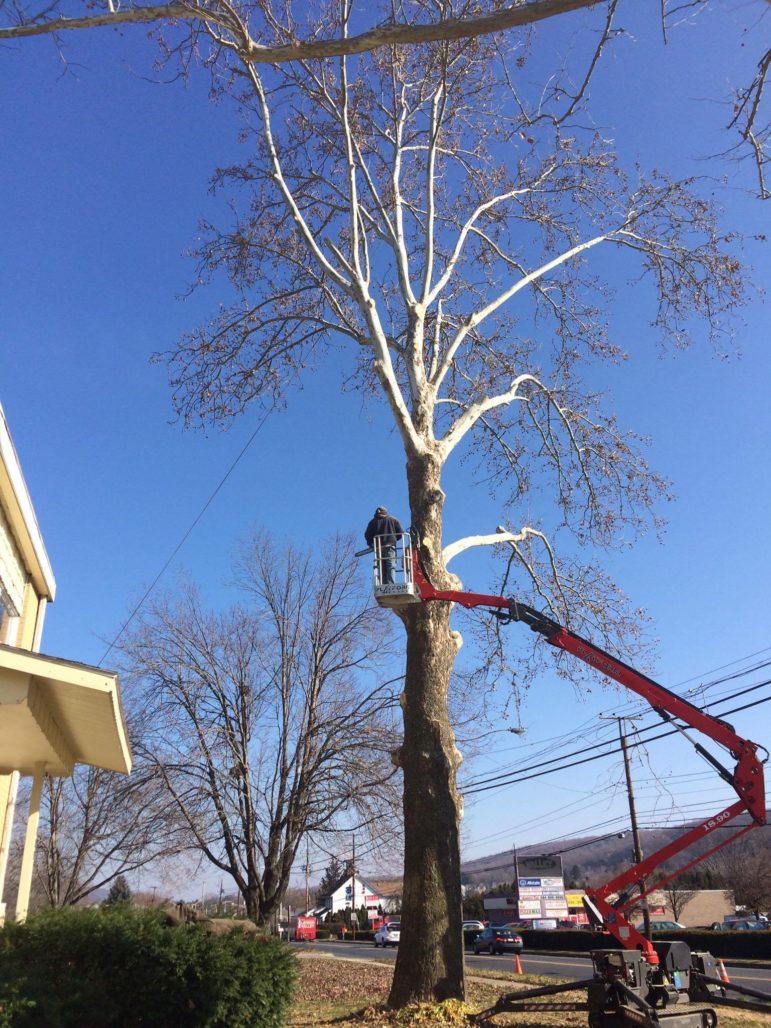 Hungry Beaver Tree Service can handle almost any size job--large or small--in locations that would be challenging for other companies. 