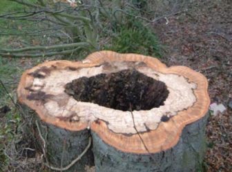 It pays to be proactive when it comes to tree removal, as a dead tree can cause signifcant damage if it falls on a home or vehicle. Oftentimes diseased trees have hollow cores in their trunks.