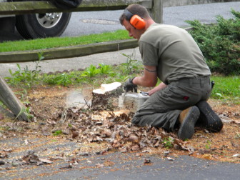 Hungry Beaver Tree Service performs stump grinding and stump removal above and beyond the standards of many other tree service companies. All stump grinding is performed to at least 4 to 6 inches below surface level.