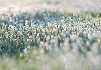 frost-on-grass-1358930_1920