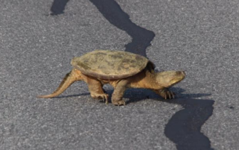 The turtle appeared to be in no rush to cross the busy divided highway, and none too pleased with the attention it was receiving.