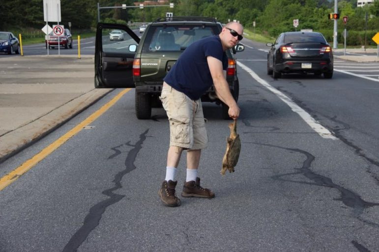 A passing motorist was kind enough to stop and pick up a snapping turtle in danger of being run over on Center Valley Parkway in Upper Saucon Township Wednesday.