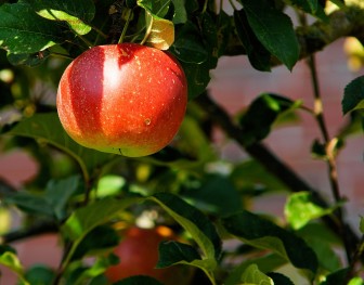 apple-tree-429213_1280