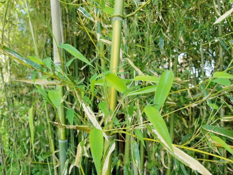 Bamboo