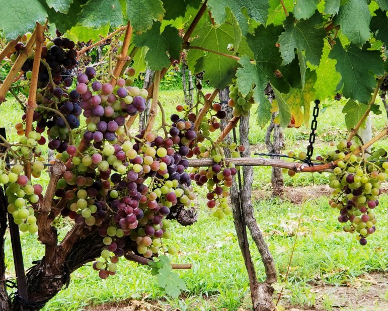 Rushland Ridge Winery
