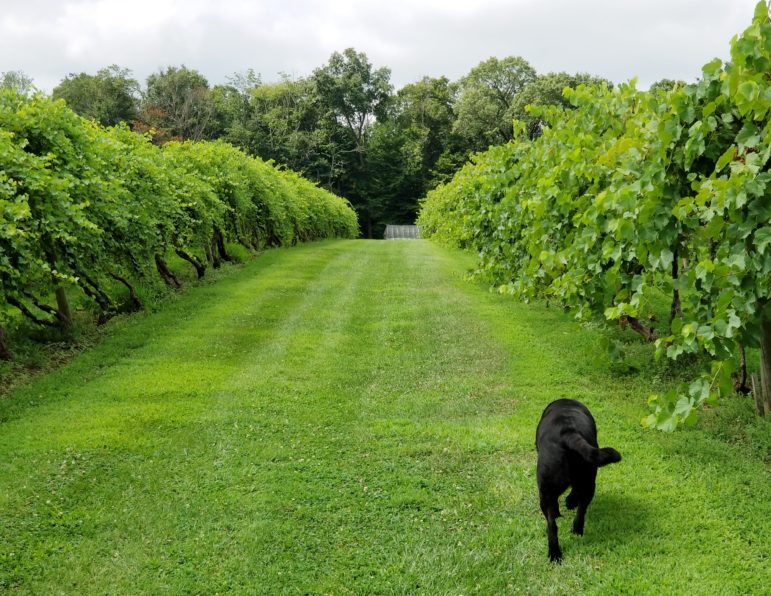 Rushland Ridge Winery