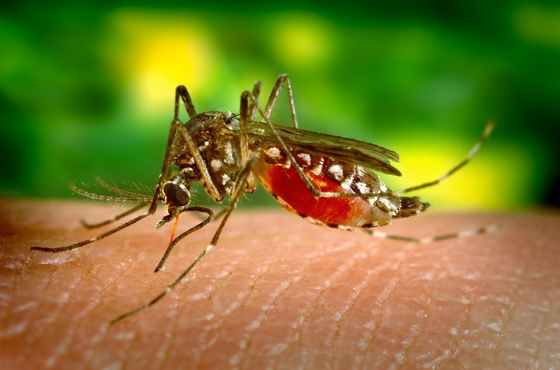 mosquito west nile virus