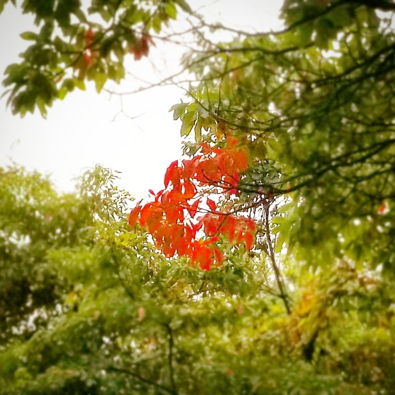 Fall leaves