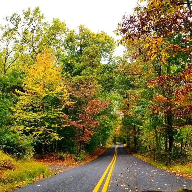 Fall Foliage