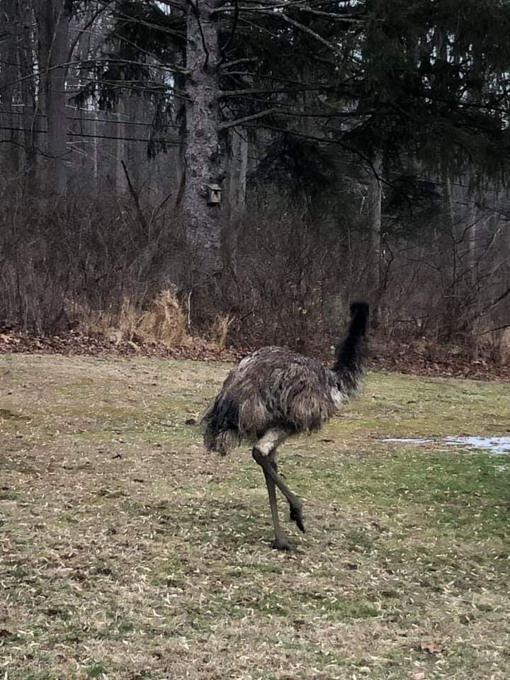 Fanny Emu