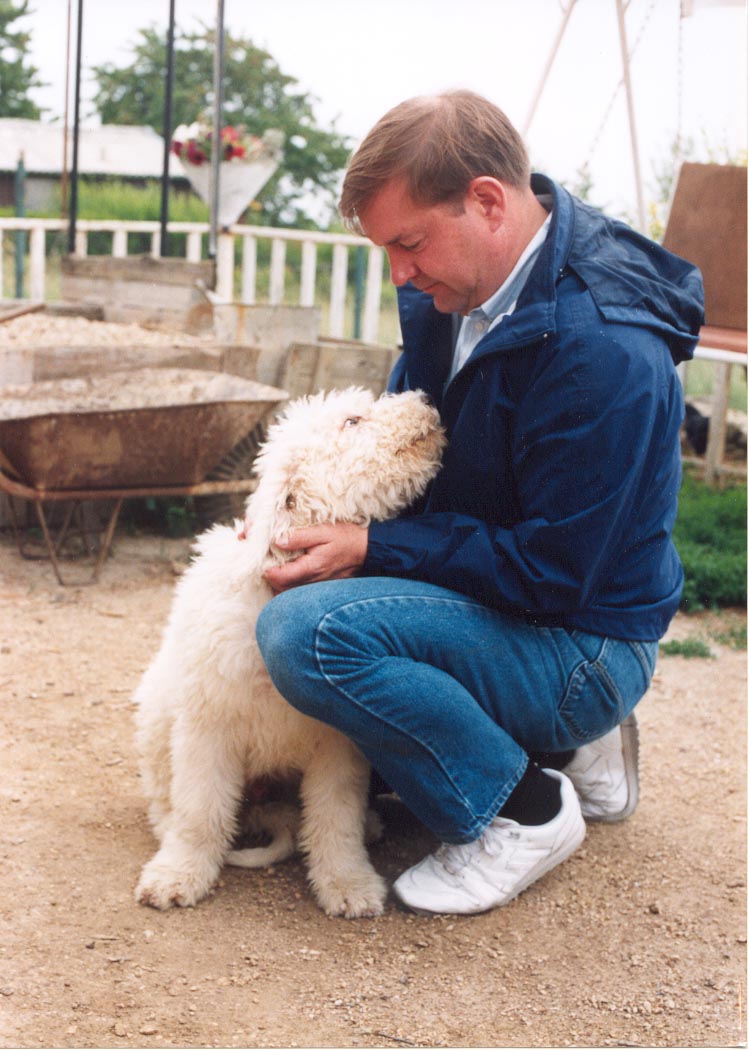 labradoodle westminster dog show