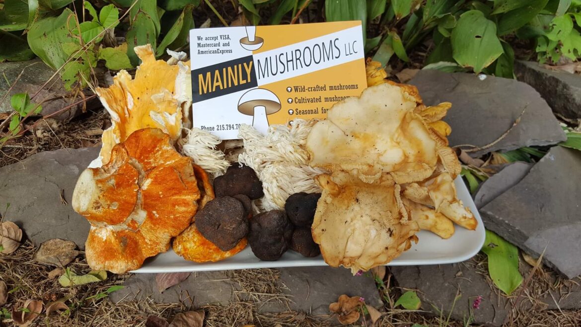 Mainly Mushrooms