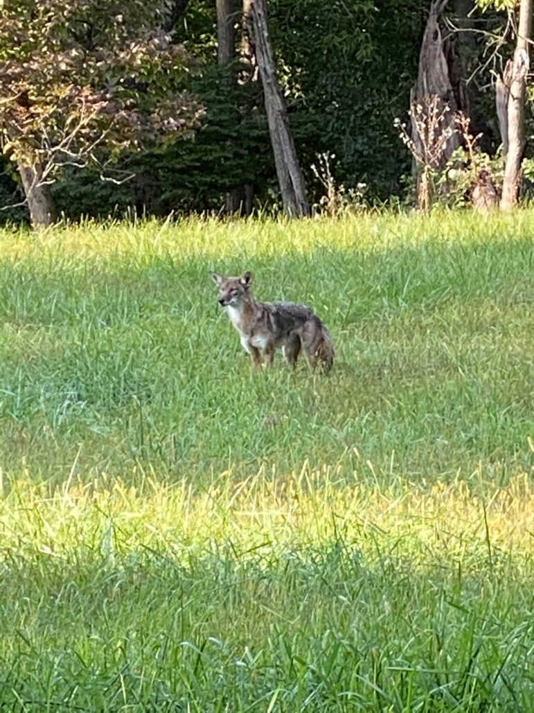 Coyote Sighting Lower Saucon