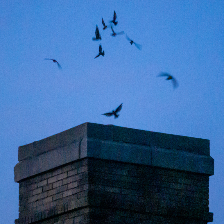 Chimney Swifts Bethlehem