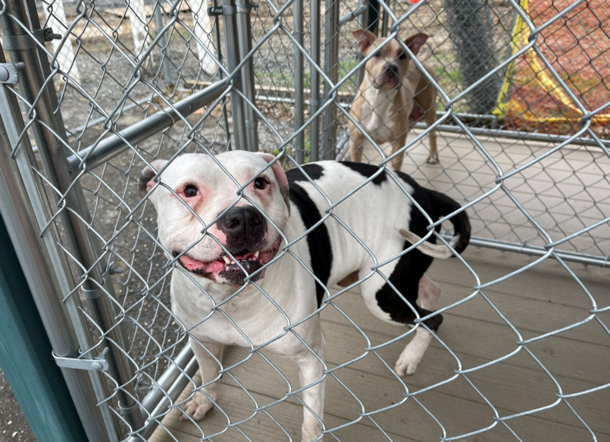 UPDATE: 2 Dogs Found on Mountain Drive Reunited With Family - Saucon Source