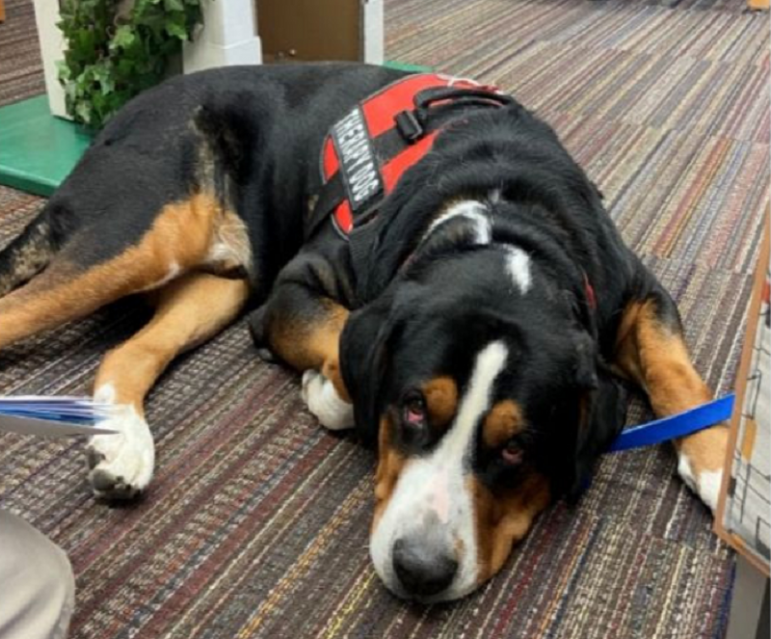 Toby Hellertown Library Dog