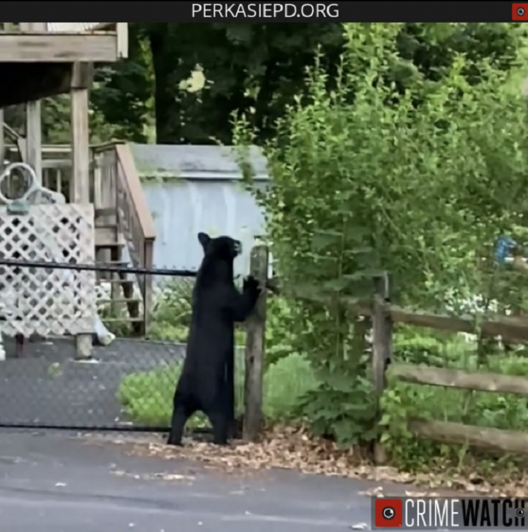 Perkasie Bear