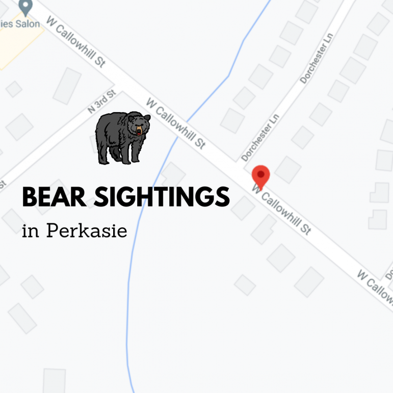 Bear sightings Perkasie