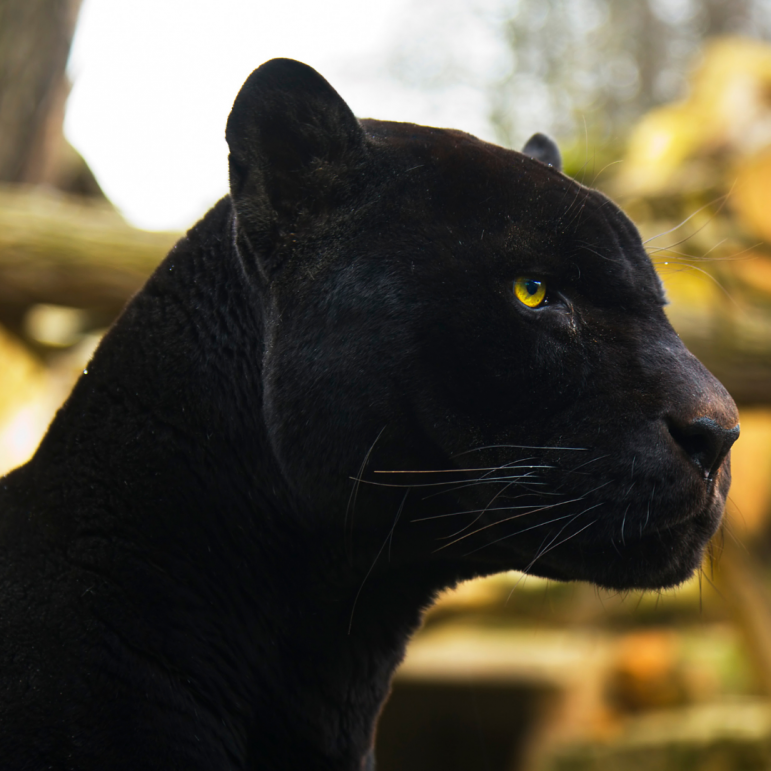 Panther