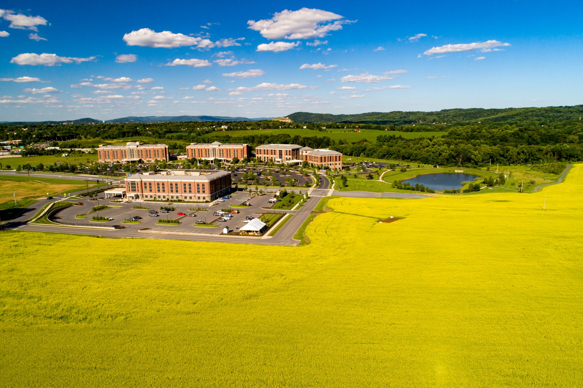 Canola Field Promotes WellBeing at St. Luke's Anderson Campus Saucon
