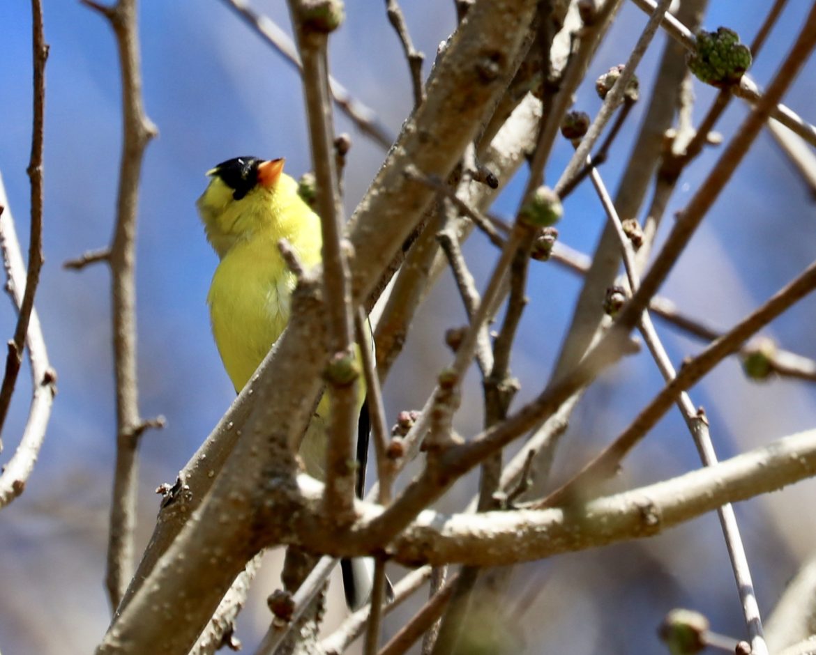 Goldfinch Bird Hellertown