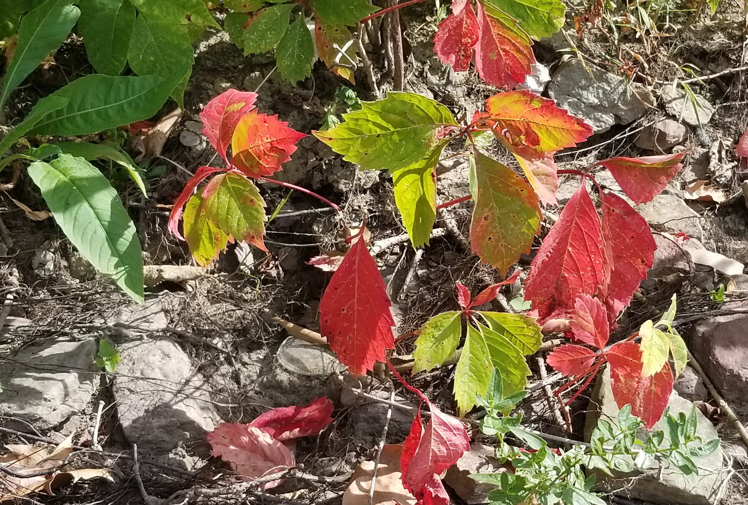 Fall Leaves Trees