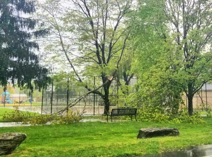 Tree Branches Fall on Path in Hellertown Park - Saucon Source