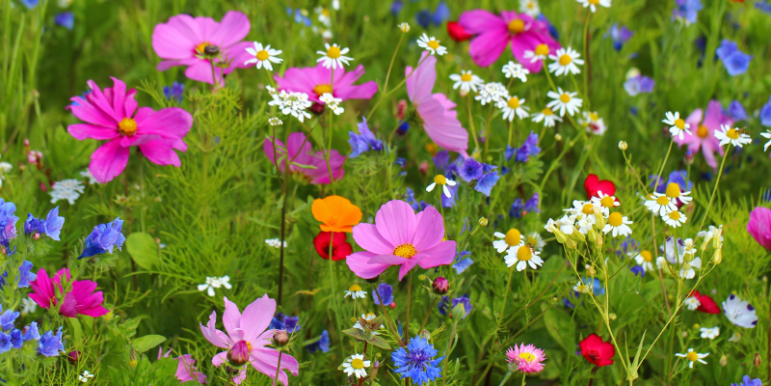 Wildflowers