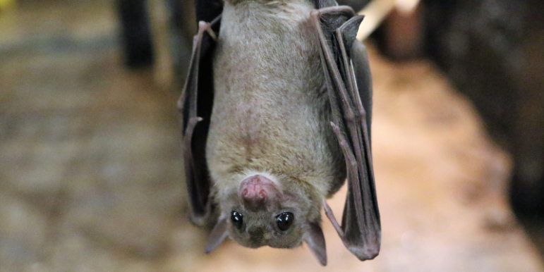 Bat