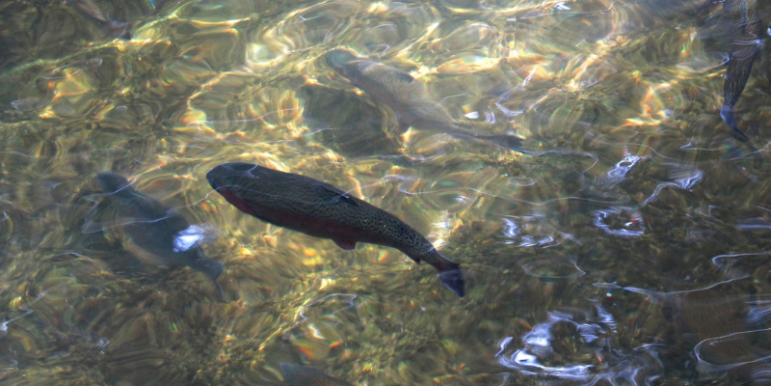 Fish Hatchery