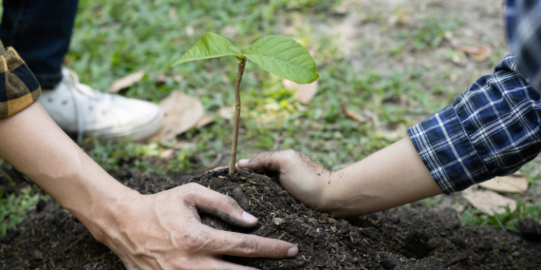 Tree Planting