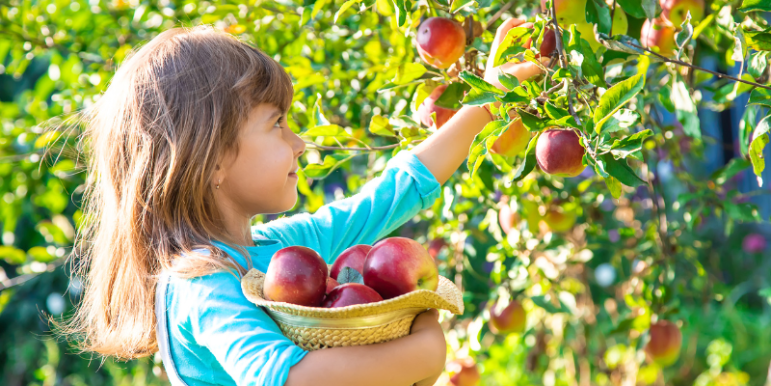 Apple Picking