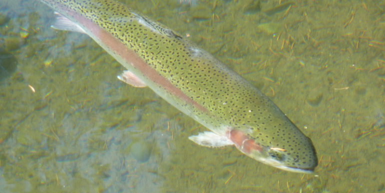 Trout Fishing