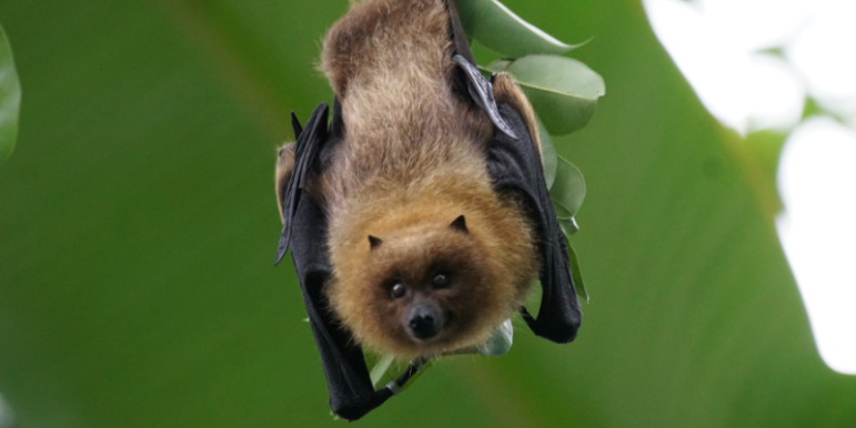 Bat Bats